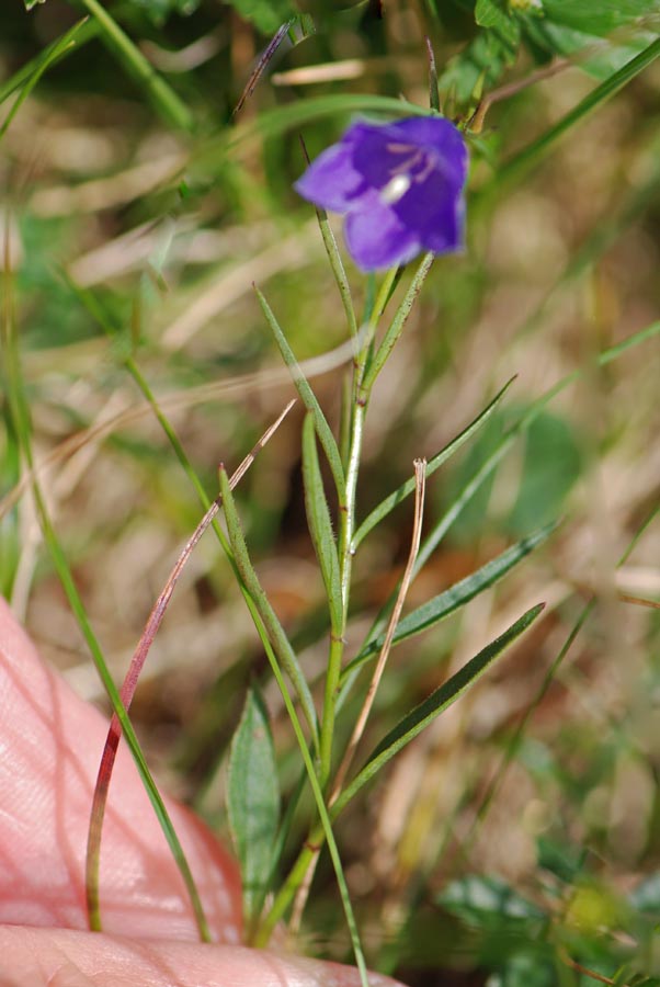 Campanula  da id.